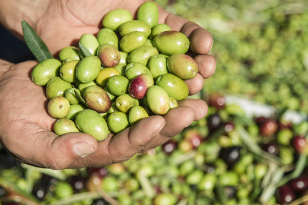istock Man's hands holding a handful of olives 1224496457