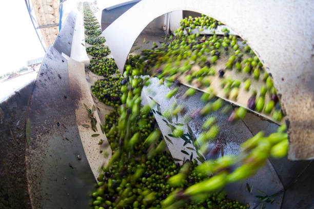 istock Olive cleaning and defoliation process in a modern oil mill 1224496714