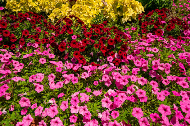 istock Colorful flower bed in the spring 1224496763