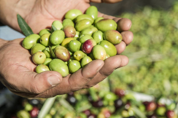 istock Man's hands holding a handful of olives 1224496864