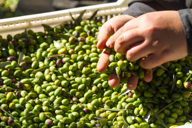 istock Man's hands holding a handful of olives 1224496886