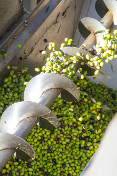 istock Tractor processing organic green olives in a farm 1224496939