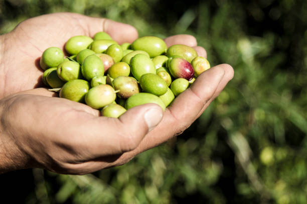 istock Man's hands holding a handful of olives 1224496946