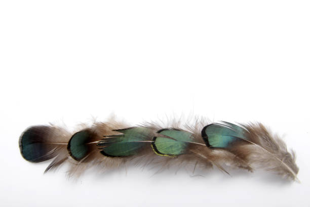 istock Picture of bird's feather isolated on white background 1224501013