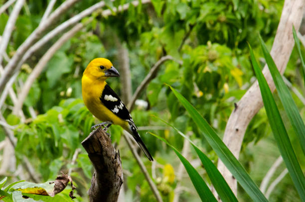istock Bright yellow bird with black wings looks behind while perching. 1224501036