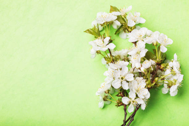 istock Blossoming cherry branches on a green background with copy space, top view 1224501789