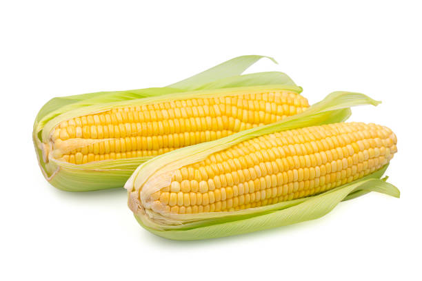 dos mazorcas maíz dulce orgánico entero sobre fondo blanco aislado con camino de recorte. el maíz dulce o el maíz azucarado tienen un alto contenido de carbohidratos y un delicioso gusto por cocinar alimentos. concepto de verduras frescas. - corn corn crop corn on the cob isolated fotografías e imágenes de stock