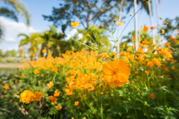 Field with Yellow flowers. Positive spring/summer image.