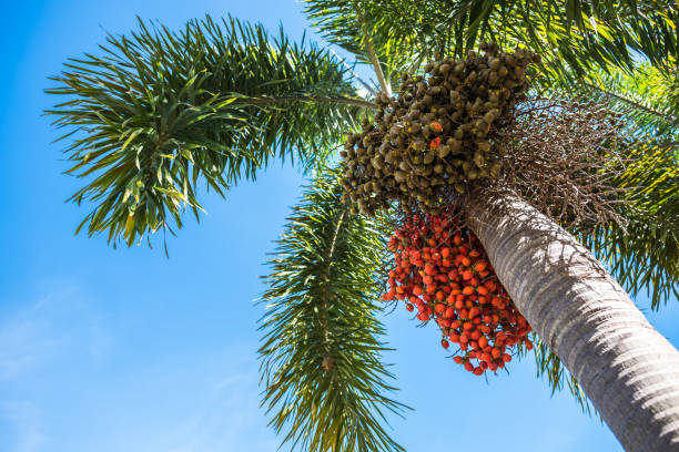 normanbya normanbyi, black palm, foxtail palm - arafura sea imagens e fotografias de stock