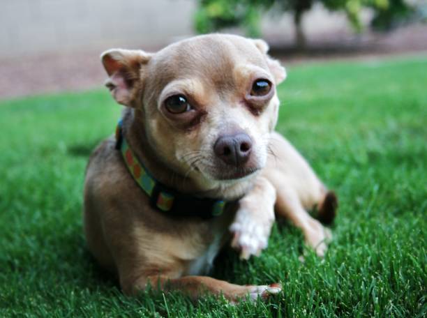 istock Happy Chihuahua 1224502868