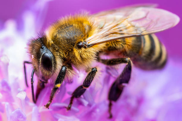 miód pszczoła owad zapylający clover kwiat - queen bee zdjęcia i obrazy z banku zdjęć