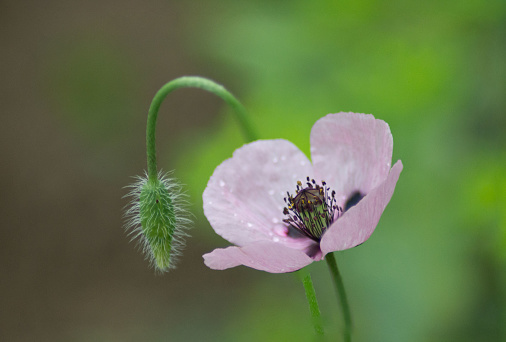 Red poppy flower