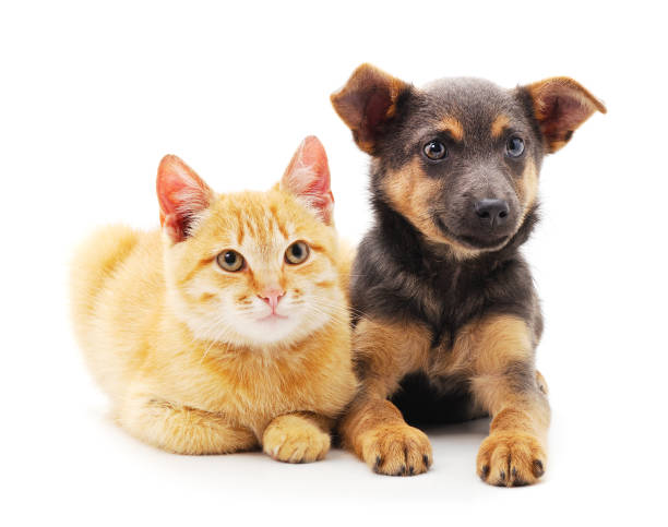 istock Red dog with a kitten. 1224505758