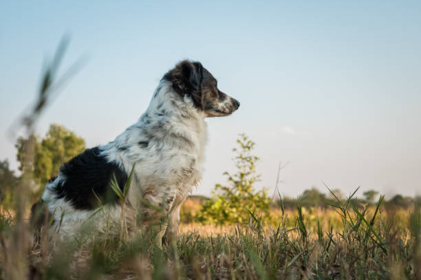 White and black striped dog sitting on the grass field