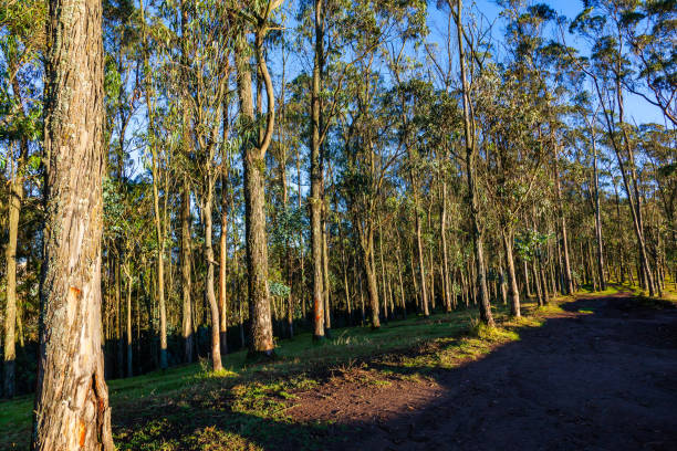 Eucalyptus forest with large green trees, receiving the first rays of sunlight