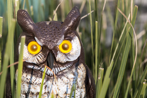 Fake Plastic Garden Owl sitting in green grass with orange eyes Fake Plastic Garden Owl sitting in green grass with orange eyes hunting decoy photos stock pictures, royalty-free photos & images