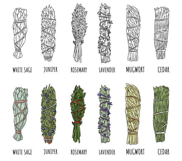 세이지와 허브 세이지 얼룩 스틱 번들 세트. 흰색 배경에 고립 된 낙서의 벡터 스톡 손으로 그린 세트입니다. 허브 번들의 컬렉션입니다. 세이지, 로즈마리, 라벤더, 삼나무, 주니퍼, 쑥 - paganism stock illustrations