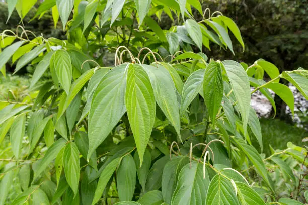 Photo of Matico, medicinal plant