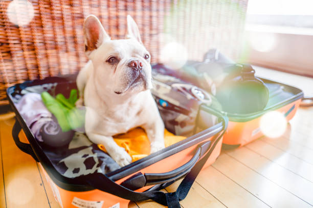 istock What is traval ban, mammy ? 1224506823