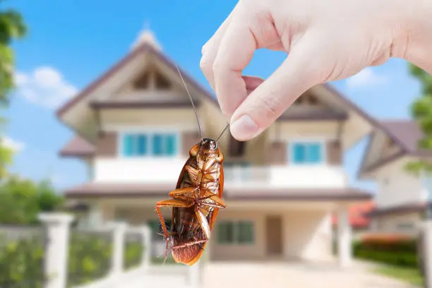 Photo of Hand holding Cockroach on house background, eliminate cockroach in house