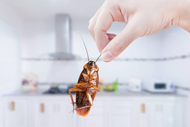 istock Hand holding Cockroach on kitchen background, eliminate cockroach in kitchen 1224507030