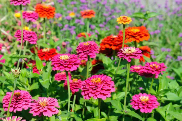 Photo of Colorful blooming zinnia blossoms in garden.Summer milti colored background.Sunny weather.Arrangement of flowers.Floriculture.