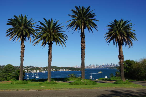 istock Four Giant Palm Trees standing Guard over Sydney’s Skyline 1224508681