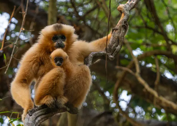 A yellow-cheeked gibbon (Nomascus gabriellae) and her baby rest on a branch after swinging from limb to limb in Vietnam