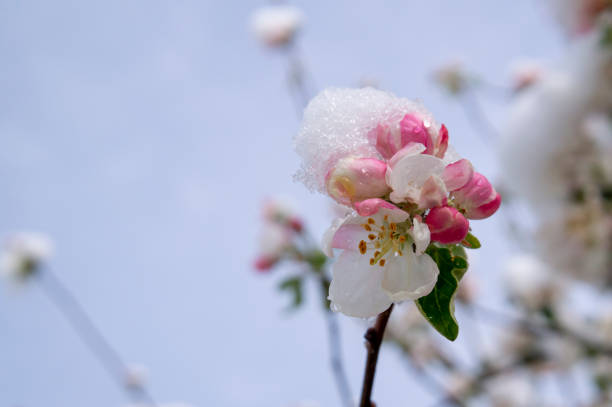 istock Spring snow covering fresh pink apple tree blossom 1224510430