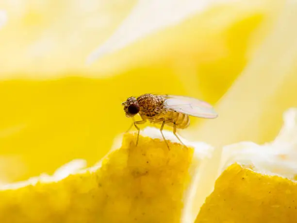 Photo of Tropical Fruit Fly Drosophila Diptera Parasite Insect Pest on Ripe Fruit Vegetable Macro
