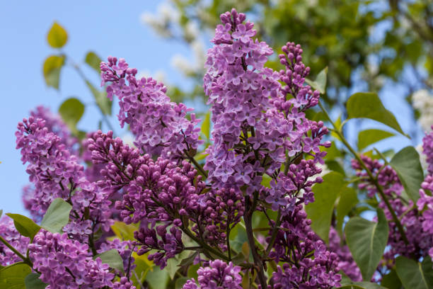 Syringa Vulgaris - Pastel Purple