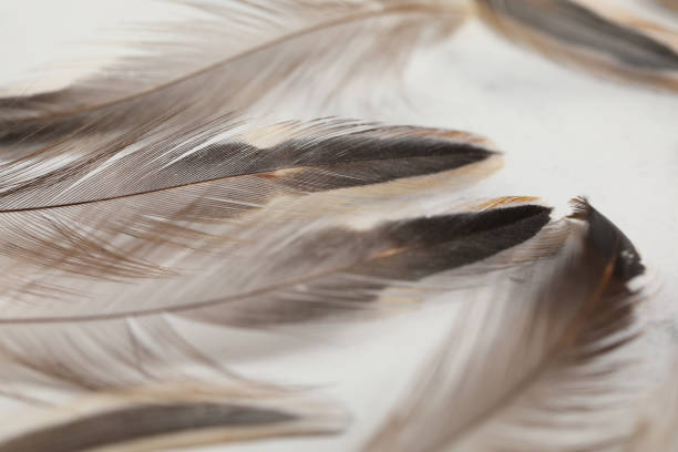 real chicken feather fore lure soft brown decoration real chicken feather fore lure soft brown decoration on marble background focus on fore pattern stock pictures, royalty-free photos & images