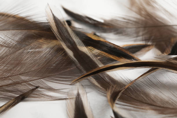 real chicken feather fore lure soft brown decoration real chicken feather fore lure soft brown decoration on marble background focus on fore pattern stock pictures, royalty-free photos & images