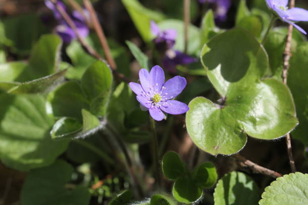 hepatica ノブリスコモン hepatica 、ユキワリソウ、kidneywort 、pennywort 、anemone hepatica - nobilis ストックフォトと画像