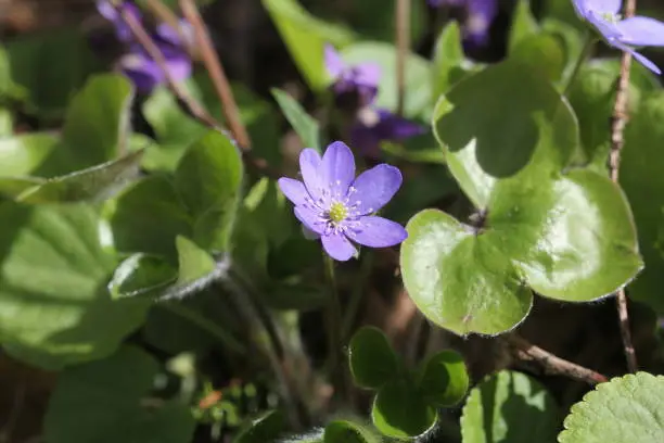 Hepatica nobilis - Common Hepatica, liverwort, kidneywort, pennywort, Anemone hepatica