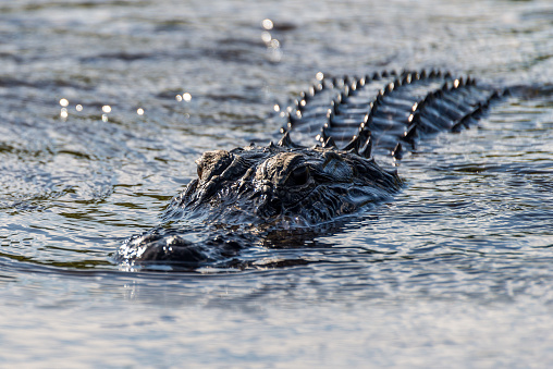 American Alligator swimming in Everglades National Park, Florida Wetland, USA