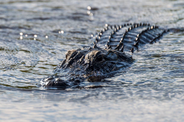 аллигатор, плавающий на воде в национальном парке эверглейдс, флорида водно-болотных угодий, сша - living organism process horizontal close up underwater стоковые фото и изображения