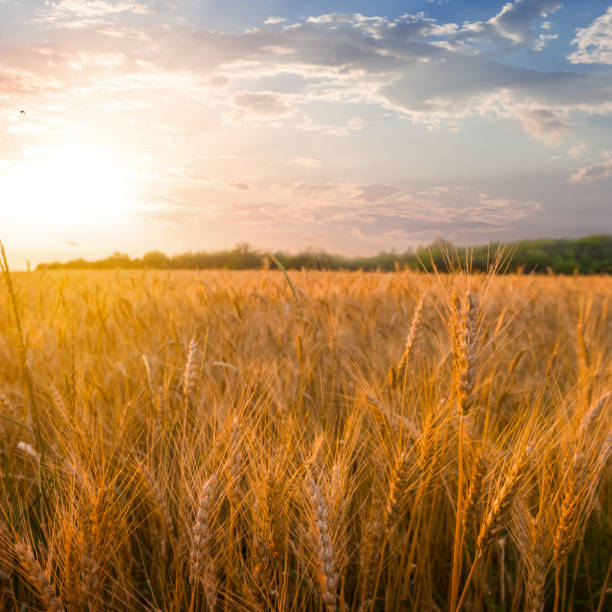 istock wheat field at the sunset 1224514864