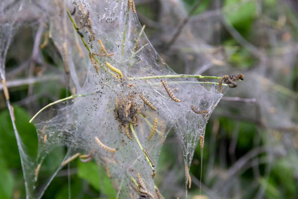 istock Web of ermine moth caterpillars hanging from the branches of a tree 1224516767