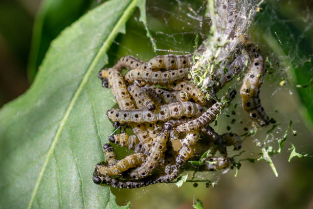 istock Ermine moth caterpillars feeding on green leaves 1224516773