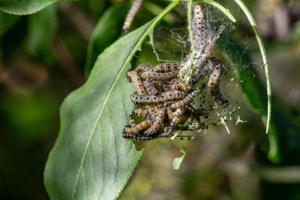 istock Ermine moth caterpillars feeding on green leaves 1224516779