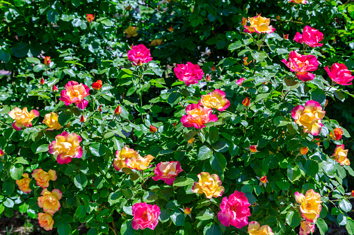 Roses blooming in summer, rose flowers, colorful, details, creativity
