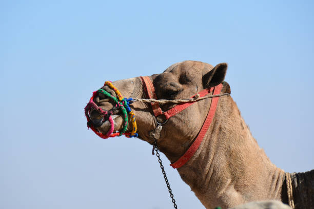 istock Camel's head over the sky 1224517519