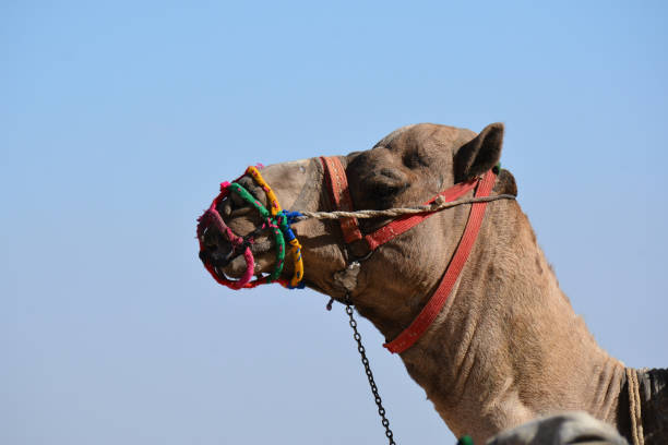 istock head of the camel over the blue sky 1224517525