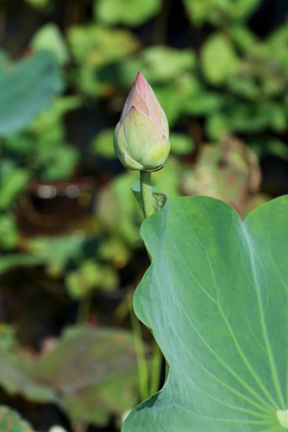 istock Thai pink lotus on green background. 1224517582