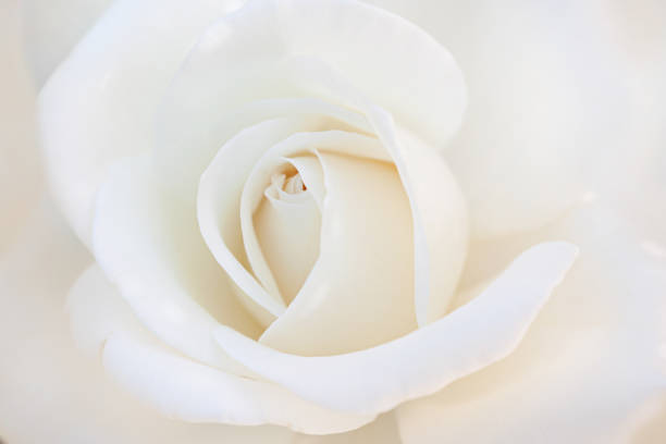 istock close up of white rose petals 1224517724