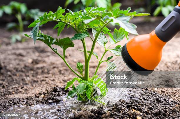 Watering Seedling Tomato Plant In Greenhouse Garden With Red Watering Can Stock Photo - Download Image Now