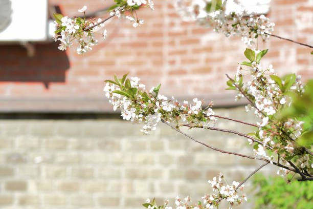 istock Beautiful blooming cherry tree on a sunny spring day close-up. Natural background 1224518614