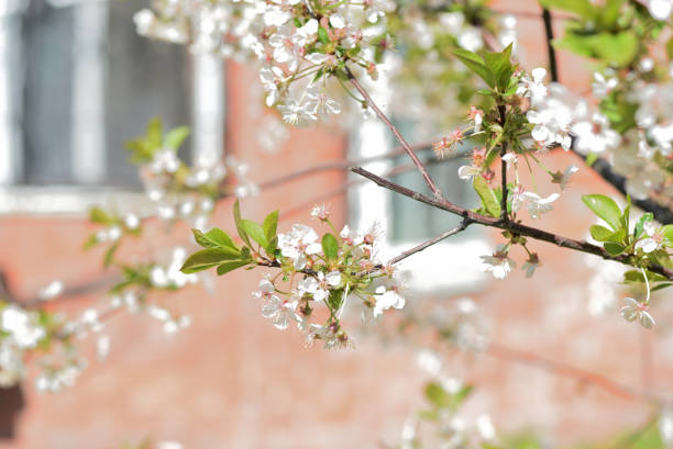 istock Beautiful blooming cherry tree on a sunny spring day close-up. Natural background 1224518617