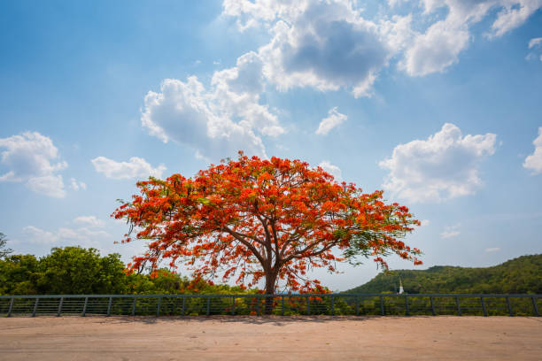 istock Flam-boyant, The Flame tree, Royal poinciana 1224518838